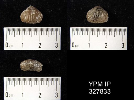 Rhynchonella sp.
