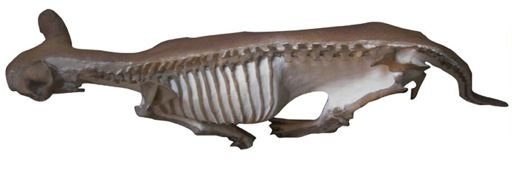 Miniochoerus gracilis
