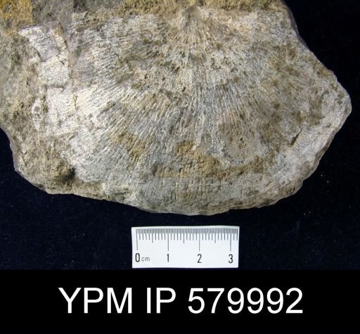 Strophonella sp.