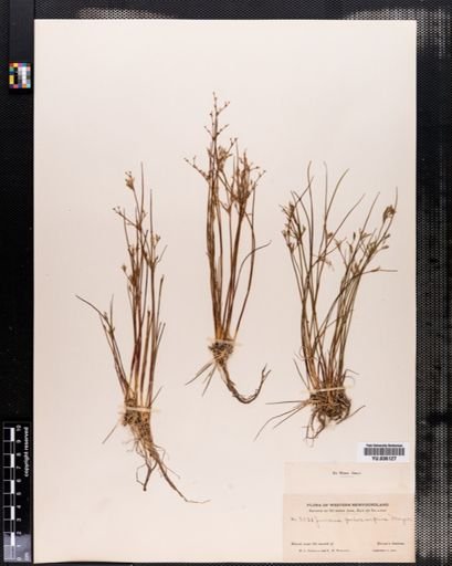 Juncus pelocarpus