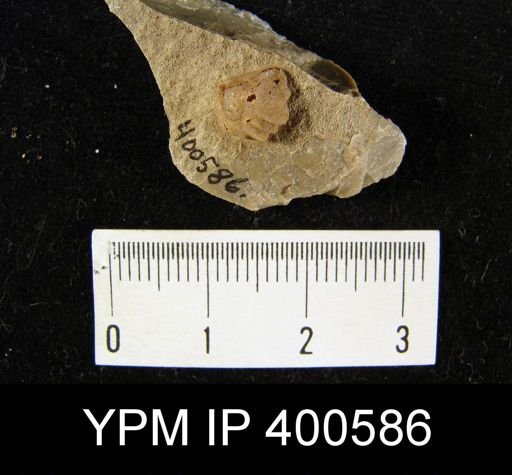 Leiorhynchoidea sp.