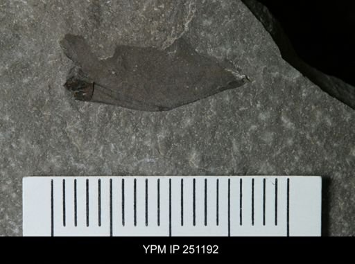 undet. Eurypterida