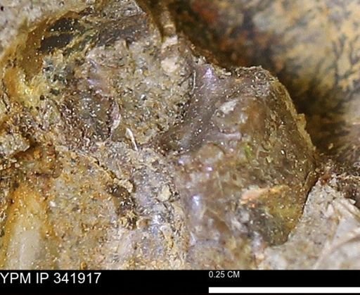 undet. Scaphitidae