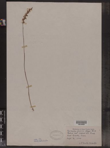 Spiranthes gracilis