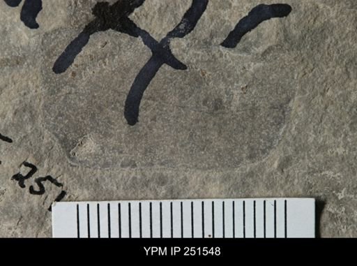 undet. Eurypterida