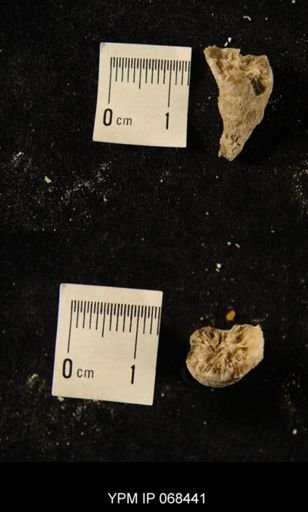 Streptelasma sp.