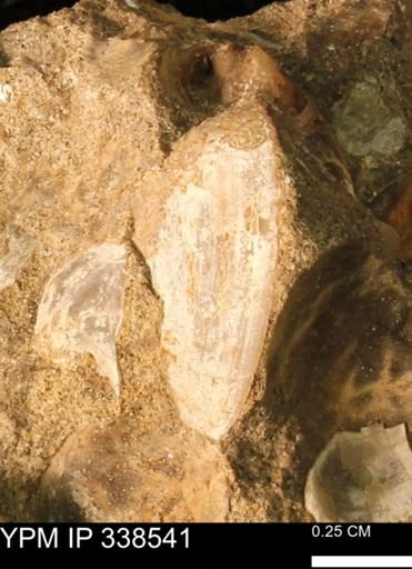 Protocardia subquadrata