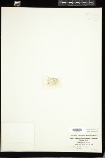 Batrachospermum moniliforme