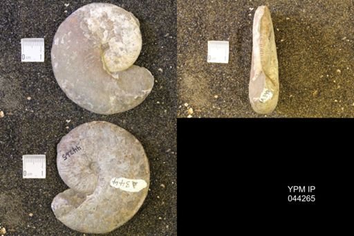Hoploscaphites comprimus
