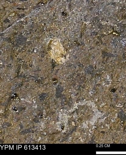 Scaphites sp.