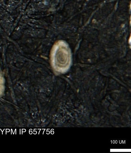 Spirolocammina subcircularis