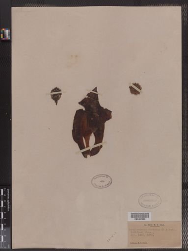 Symplocarpus foetidus