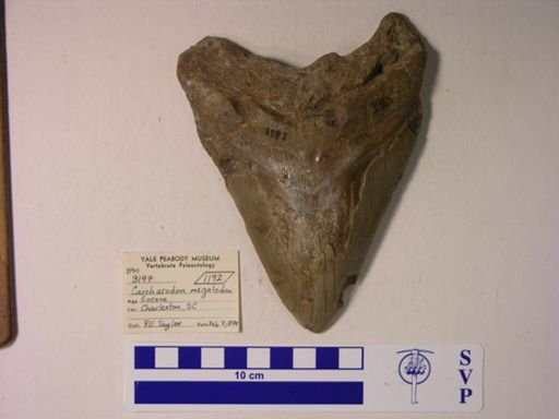 Carcharodon megalodon