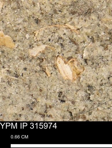 undet. Mollusca