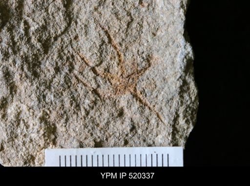 undet. Asterozoa