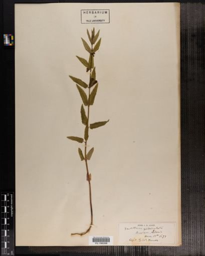 Plantae