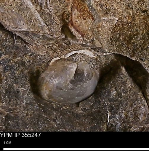 undet. Bivalvia
