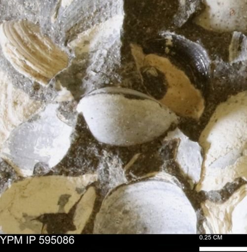Protocardia sp.