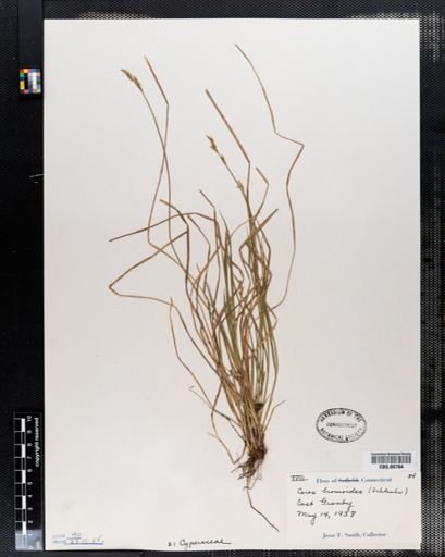 Carex bromoides
