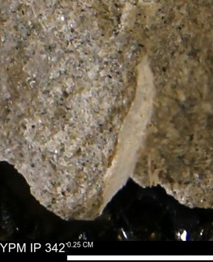 undet. Bivalvia