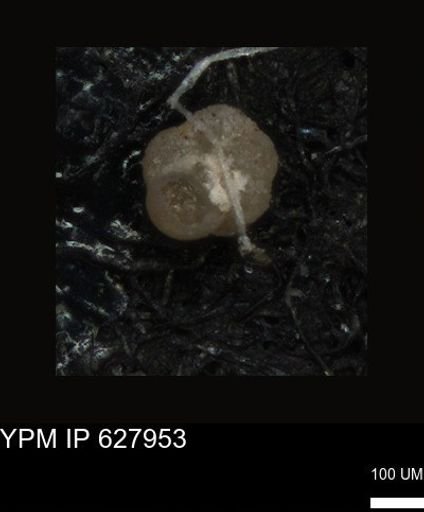 undet. Foraminiferida