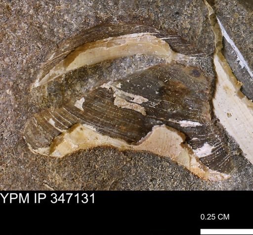 Limopsis striatopunctatus