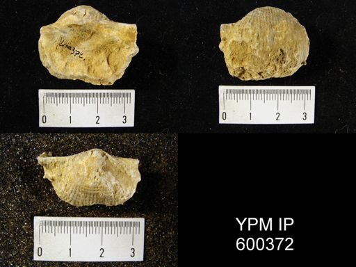 Productus costatus
