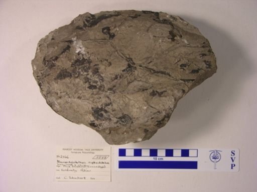 Macropetalichthys rapheidolabis