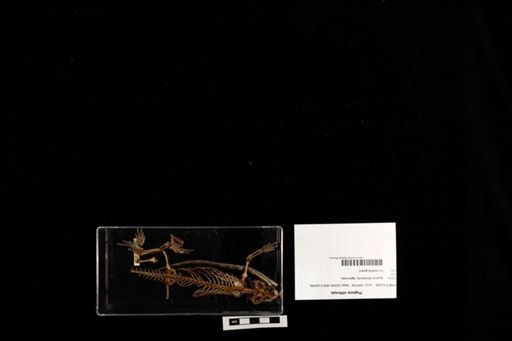 Pogona vitticeps