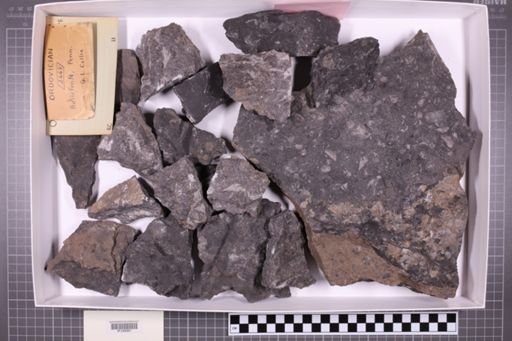 mixed taxa, stratigraphic collection