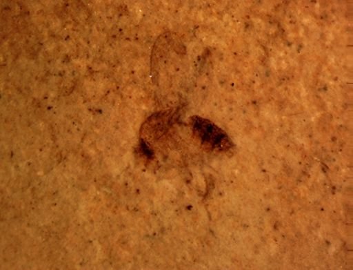 undet. Diptera
