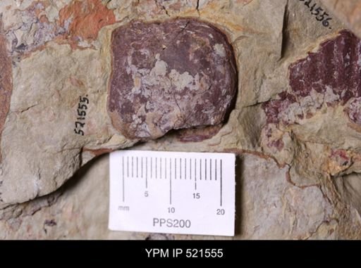 undet. Aglaspida
