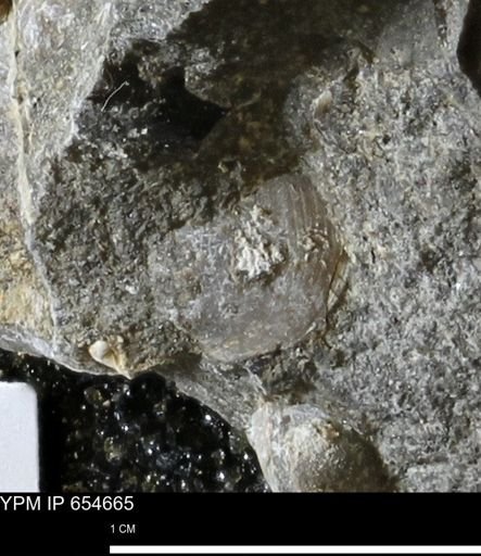 Dosiniopsis deweyi