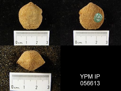 Atrypa reticularis