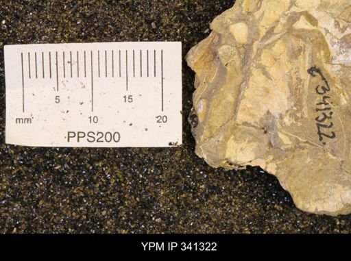 Scaphites sp.