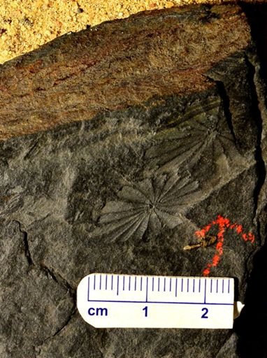 Annularia sphenophylloides