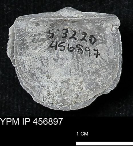 Stropheodonta sp.