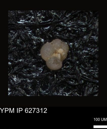 undet. Foraminiferida