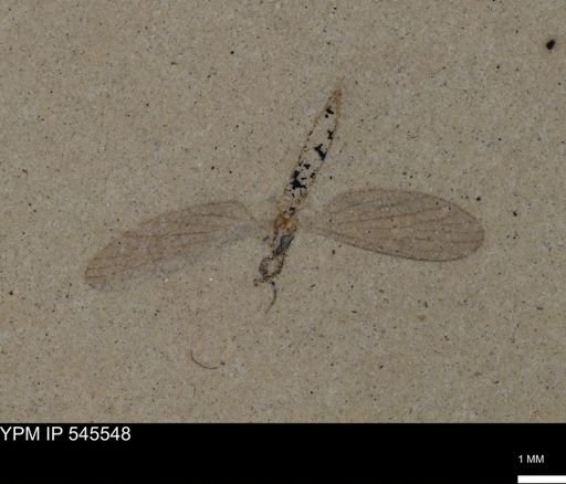 undet. Tipulidae