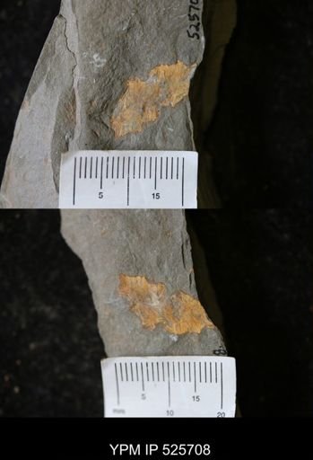 undet. Porifera