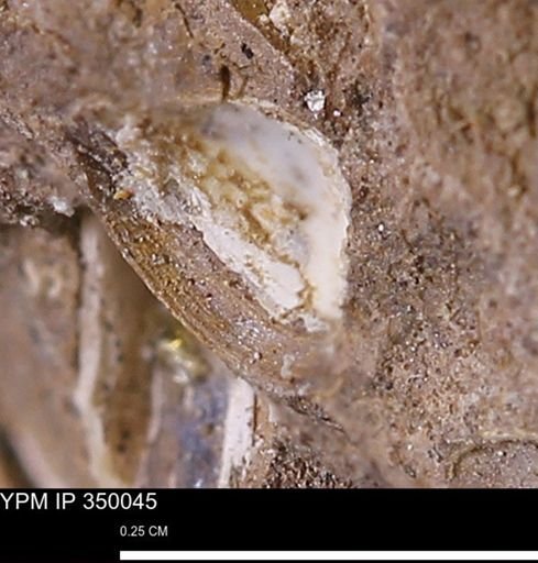 undet. Bivalvia