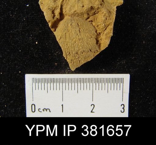 Dalmanella perelegans?