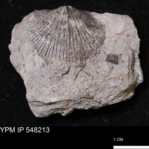 Stropheodonta demissa