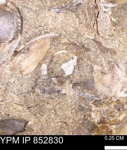 Limopsis striatopunctatus