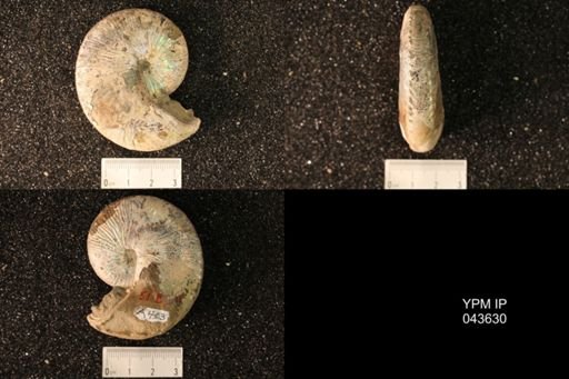 Hoploscaphites nicolletii
