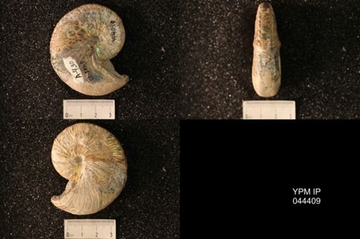 Hoploscaphites nicolletii