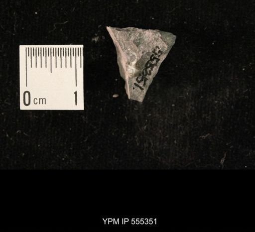 Ambocoelia planoconvexa
