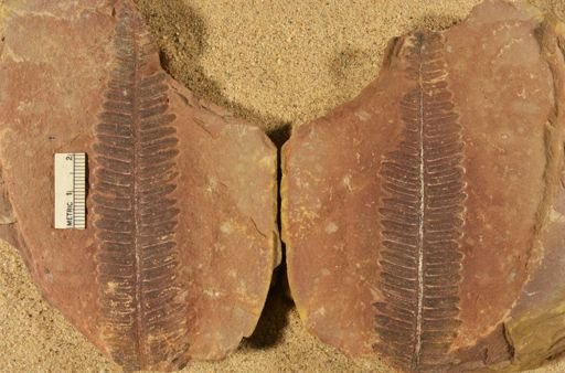Pecopteris