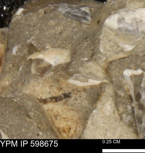 undet. Mollusca