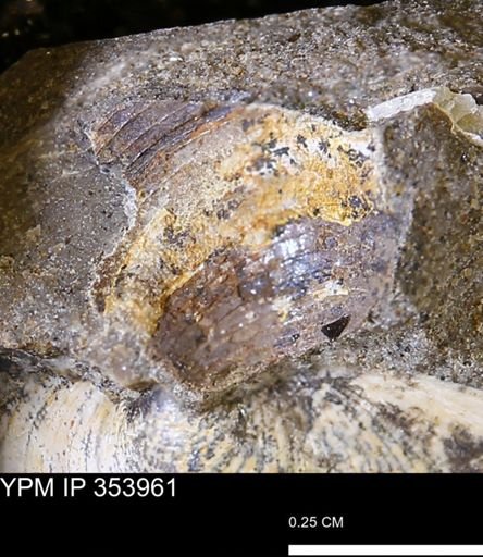 undet. Bivalvia